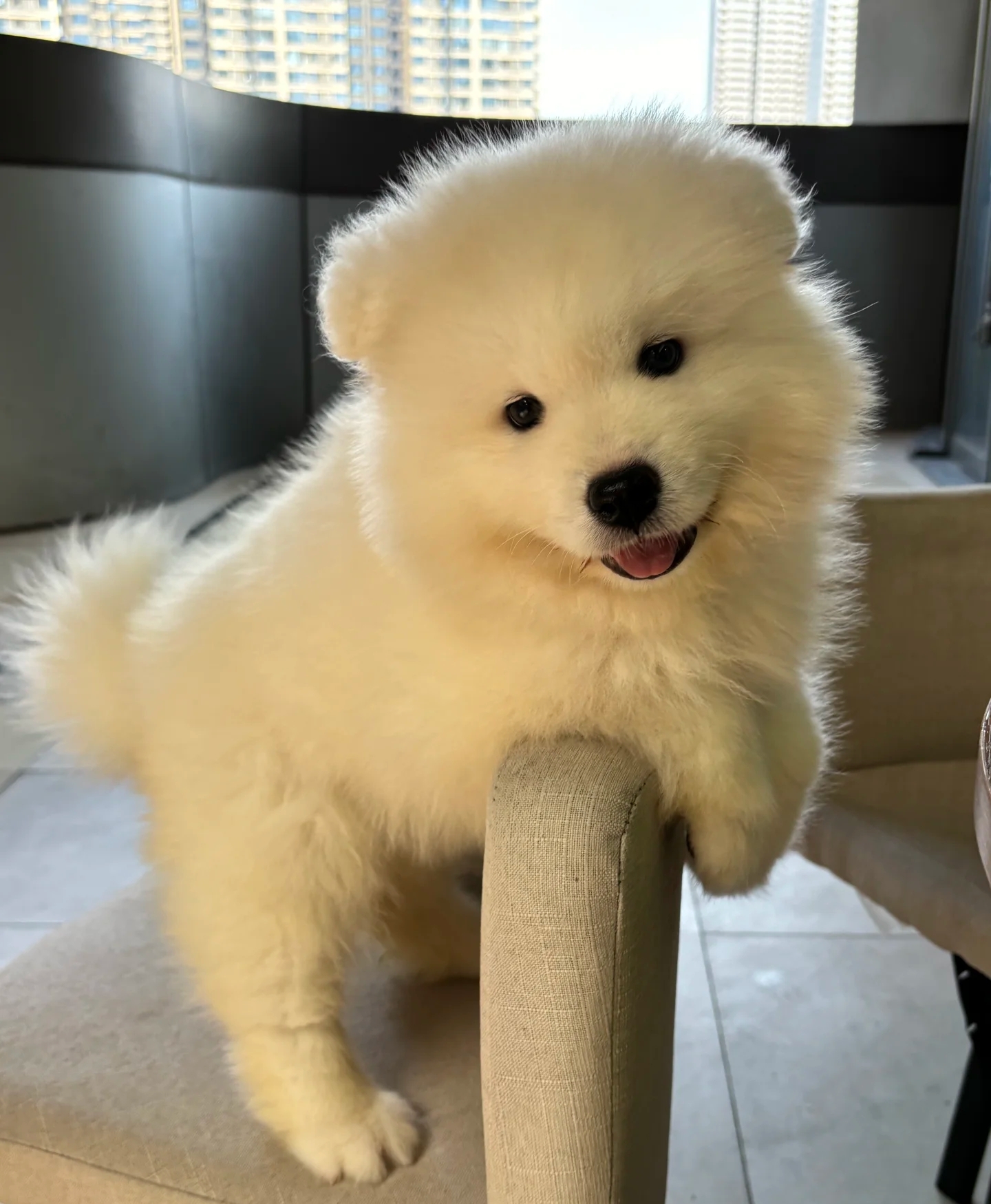 萨摩耶犬